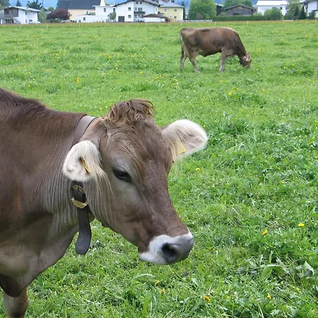 提洛尔公寓酒店 * 乌登斯